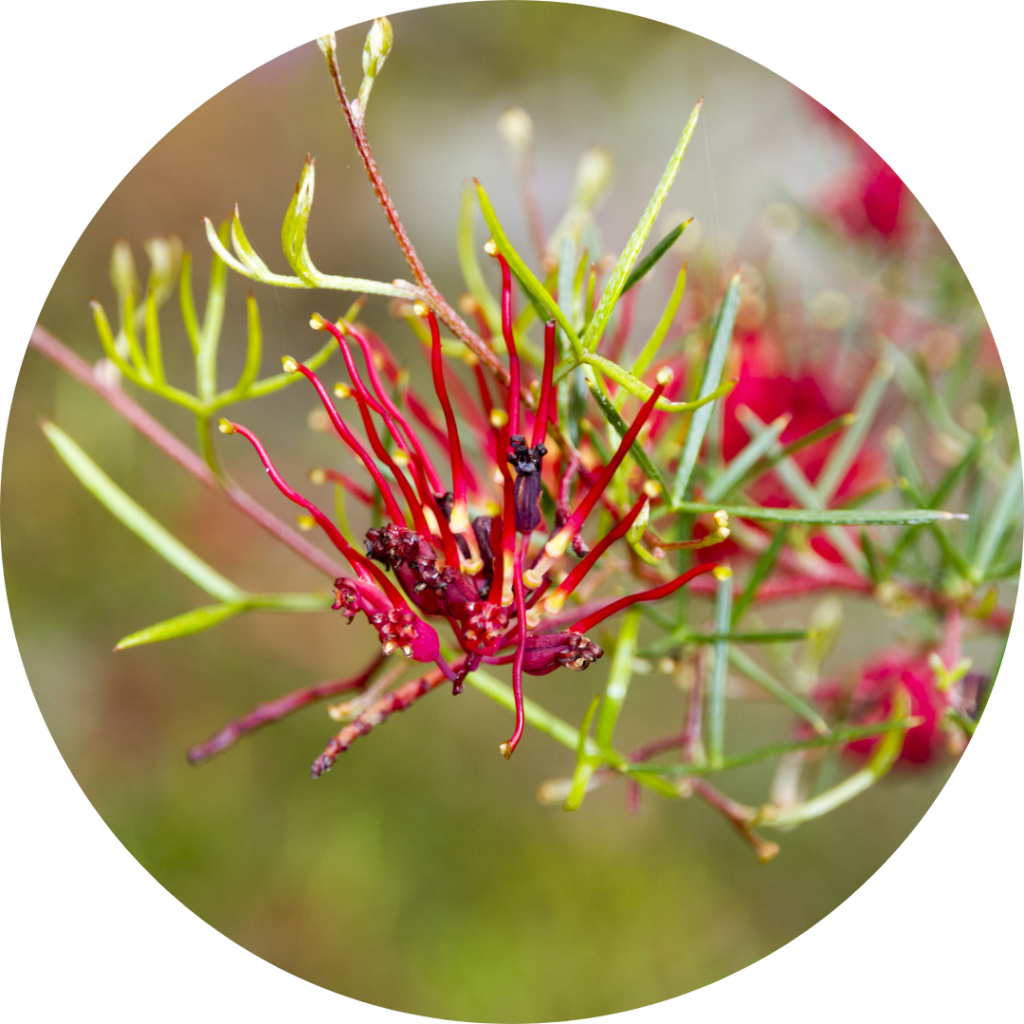 Explore The Evidence: Threatened Plants - Living Wonders