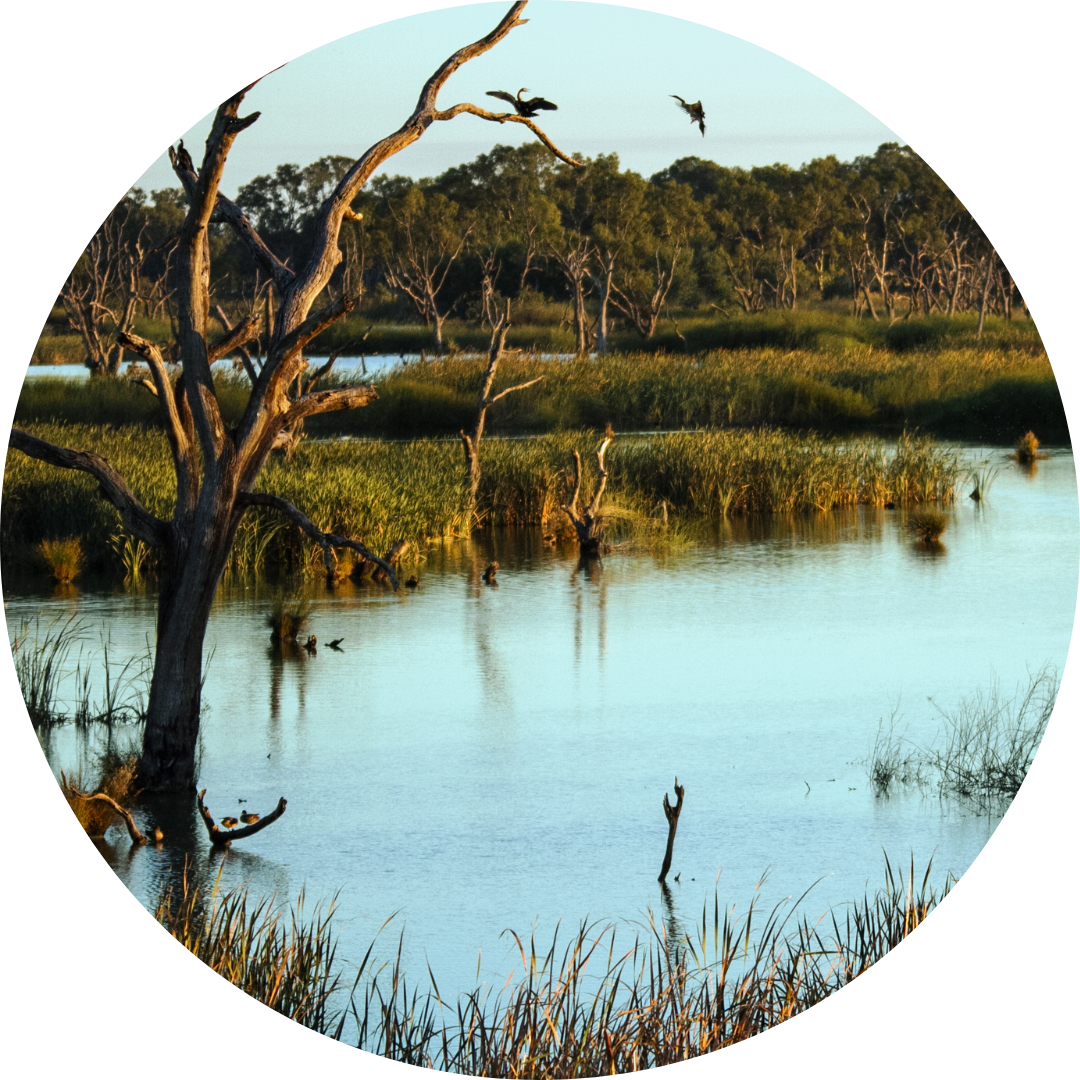 Explore the evidence: Ramsar wetlands - Living Wonders